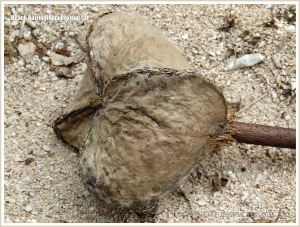 Worn specimen of a Boxfruit from the Beach Barringtonia mangrove tree on a coral beach
