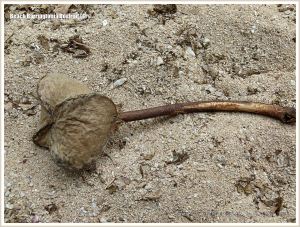 Worn specimen of a Boxfruit from the Beach Barringtonia mangrove tree on a coral beach