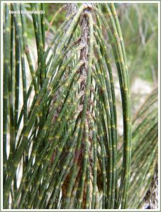 'Jointed' branchlets of the Beach Casuarina