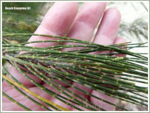 'Jointed' branchlets of the Beach Casuarina