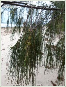 Drooping branchlets and fruit of the Coastal She-oak