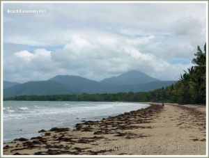 View of Three Mile Beach at Port Douglas, Queensland, Australia, fringed with palms and Beach Casuarina trees