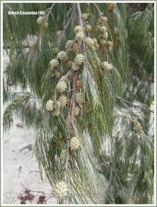 Drooping branchlets and fruit of the Coastal She-oak or Beach Casuarina