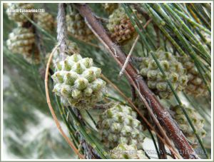 Fruit of the Beach casuarina or Coastal She-oak