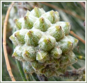 Fruit of the Beach Casuarina or Coastal She-oak