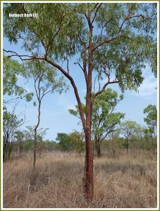Trees in the Australian outback