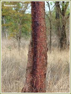 Tree bark texture in the Australian outback