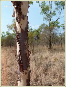 Tree bark texture in the Australian outback