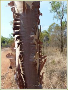 Tree bark texture in the Australian outback