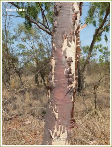 Tree bark texture in the Australian outback