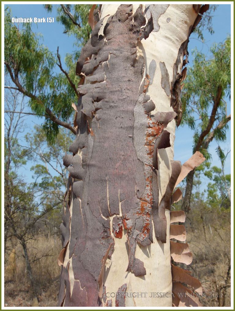 Tree bark texture in the Australian outback