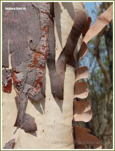 Tree bark texture in the Australian outback