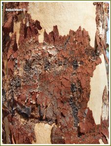Tree bark texture in the Australian outback