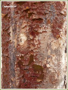Tree bark texture in the Australian outback