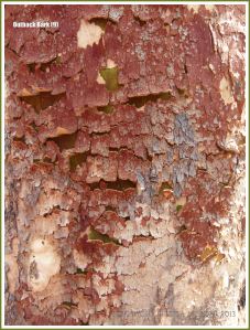 Tree bark texture in the Australian outback
