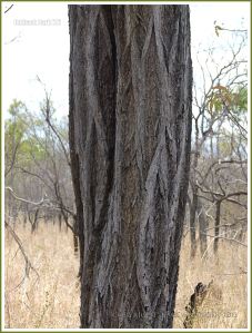 Tree bark texture in the Australian outback