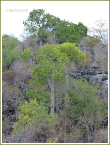 Trees in the Australian outback