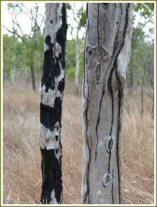 Tree bark texture in the Australian outback