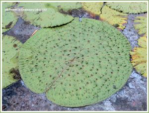 Almost fully extended water lily leaf at Centenary Lakes