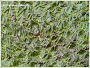 Close-up of the puckered surface texture of a waterlily leaf at Centenary Lakes
