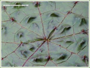 Close-up of the virtually smooth surface texture of a almost fully opened water lily leaf, with a pattern of red veins and red thorns at Centenary Lakes
