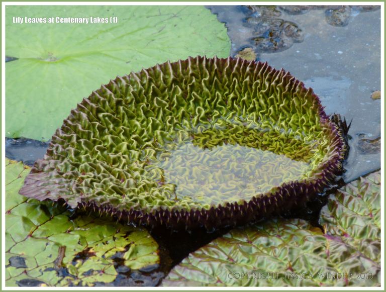 Lily leaf unfolding at Centenary Lakes at Cairns Botanic Gardens