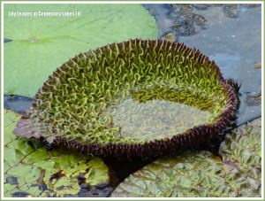 Lily leaf unfolding at Centenary Lakes at Cairns Botanic Gardens