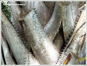 Sharp teeth on dead palm leaf stems still attached to the tree trunk