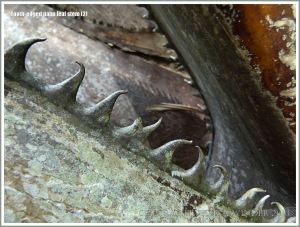 Close-up detail of the sharp teeth on a palm leaf stem