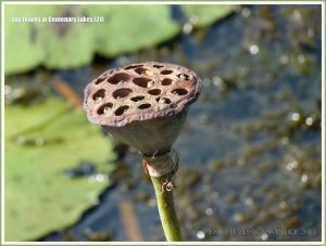 Seed pod of a lotus flower water lily at Centenary Lakes