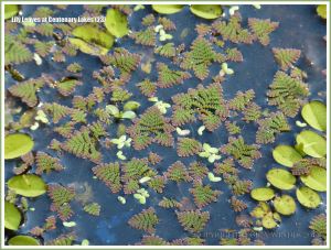 Floating leaves of aquatic plants at Centenary Lakes