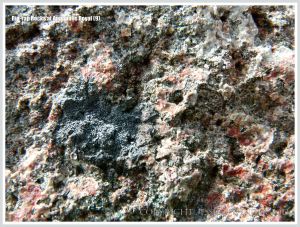 Close-up image of a boulder used for protection against erosion by the sea at Annapolis Royal