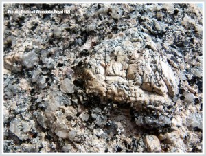 Close-up image of a boulder used for protection against erosion by the sea at Annapolis Royal
