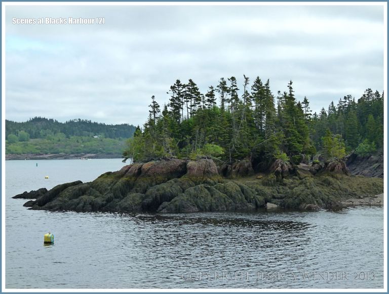 Rocky shore zonation on a Bay of Fundy shoreline