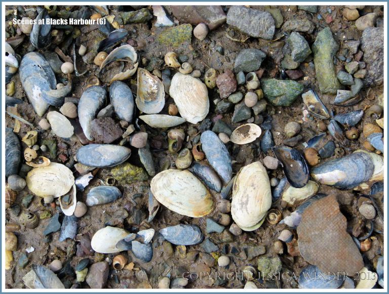 Mussel, periwinkle, and soft clam shells with beach stones