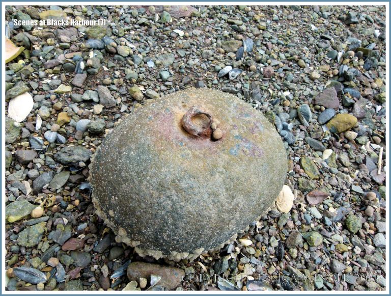 Concrete mooring weight with rusty iron ring on the shore