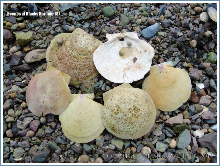 Empty scallop shells on beach stones