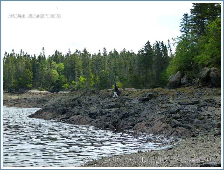 Rocky shoreline on the Bay of Fundy