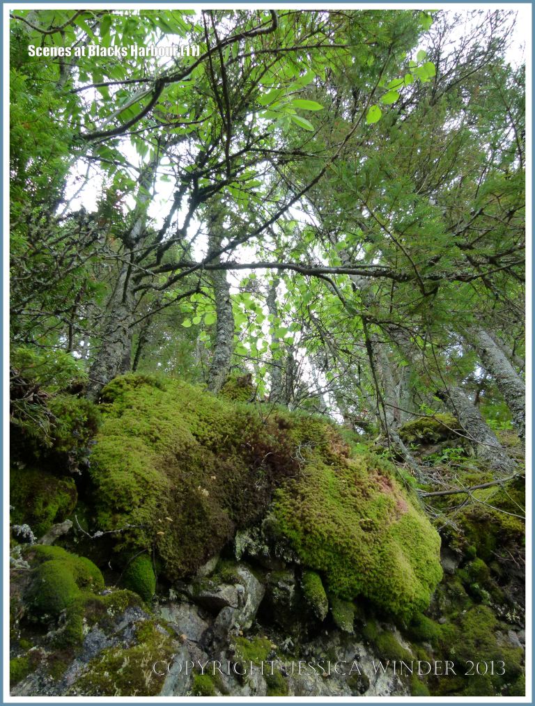 Moss-clad rocks at the top of the inter-tidal zone