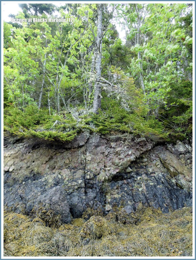 Exposed bedrock between seashore and woodland