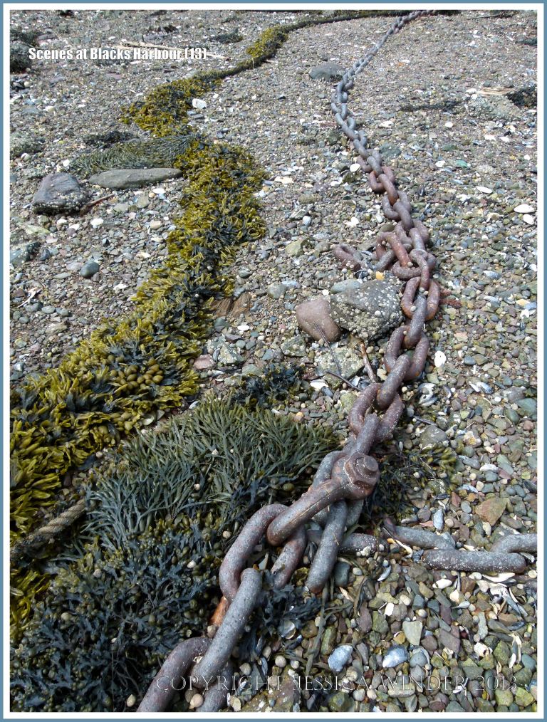 Mooring chain and rope with seaweed amongst beach stones