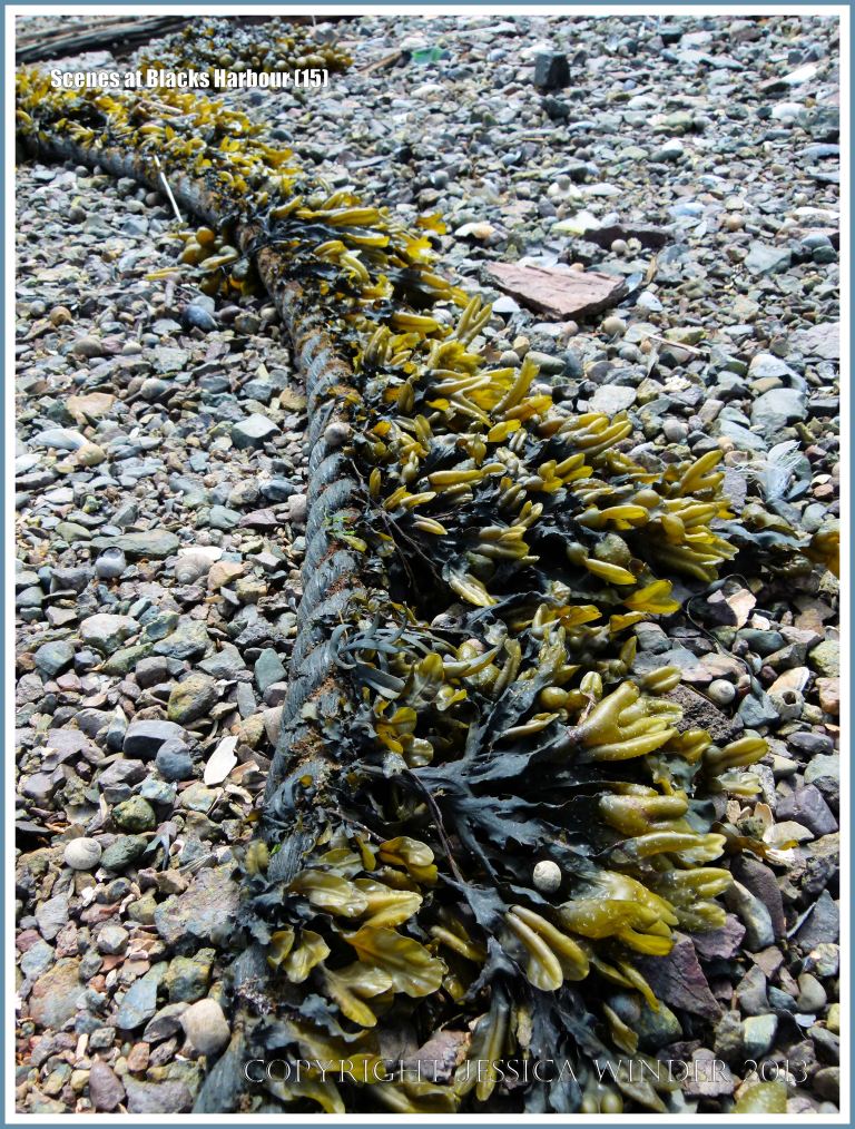Mooring rope with attached seaweed on the beach