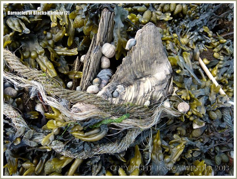 Bay of Fundy barnacles on wood with periwinkles and seaweed