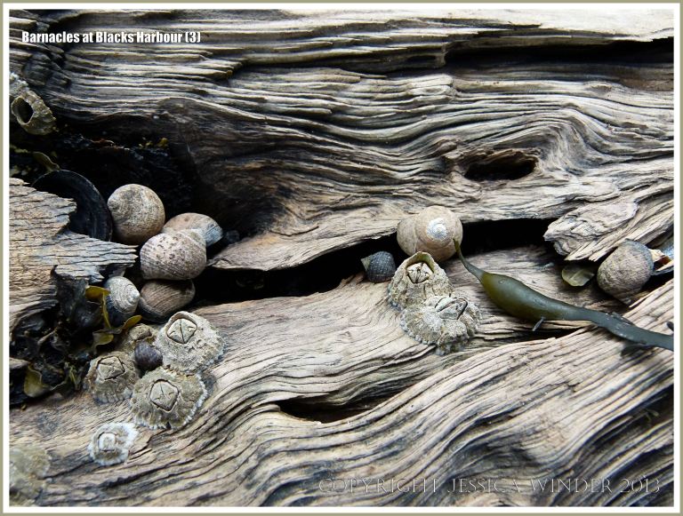 Bay of Fundy barnacles on wood with periwinkles