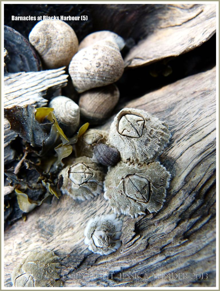 Bay of Fundy barnacles on wood with periwinkles