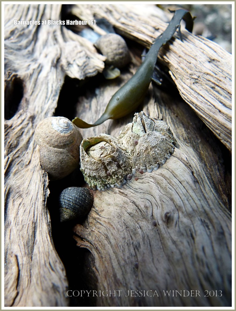 Bay of Fundy barnacles on wood with periwinkles