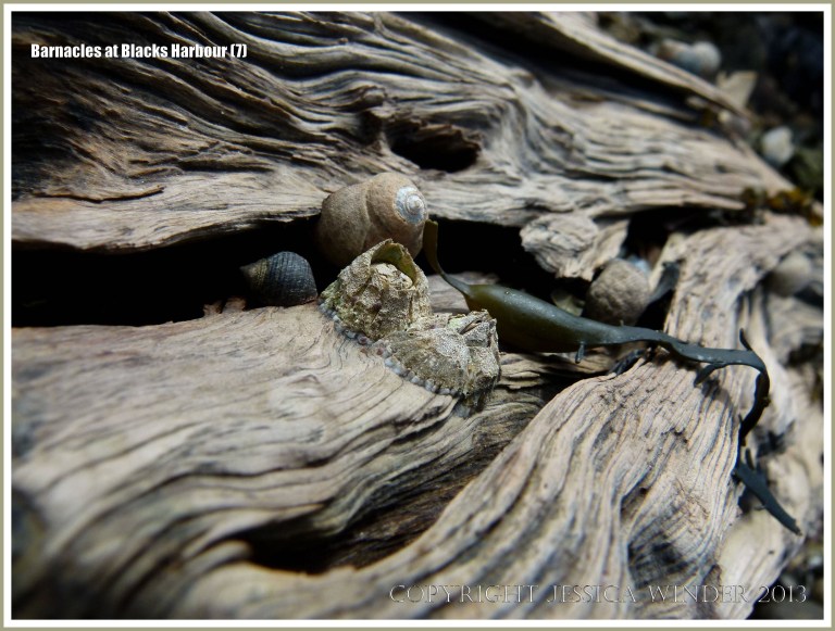 Bay of Fundy barnacles on wood with periwinkles