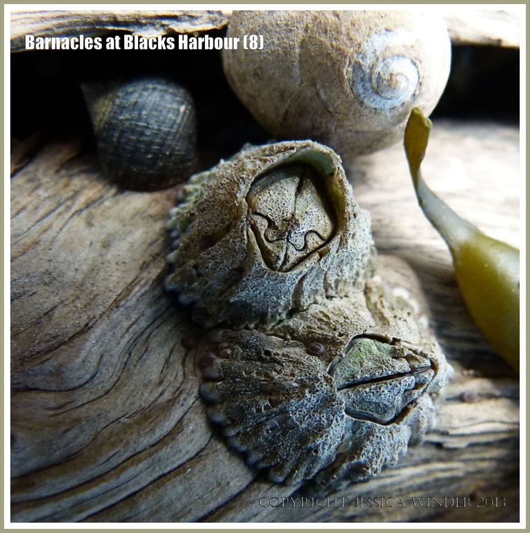 Bay of Fundy barnacles on wood with periwinkles