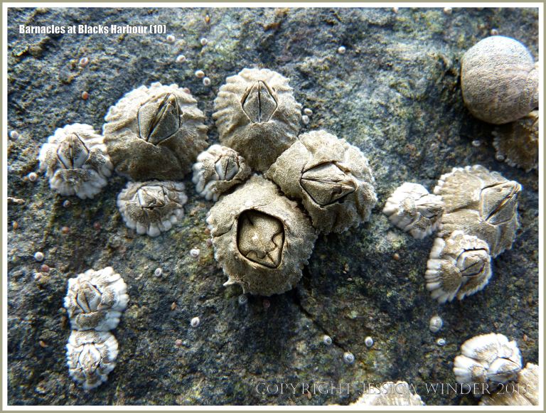 Bay of Fundy barnacles on rock