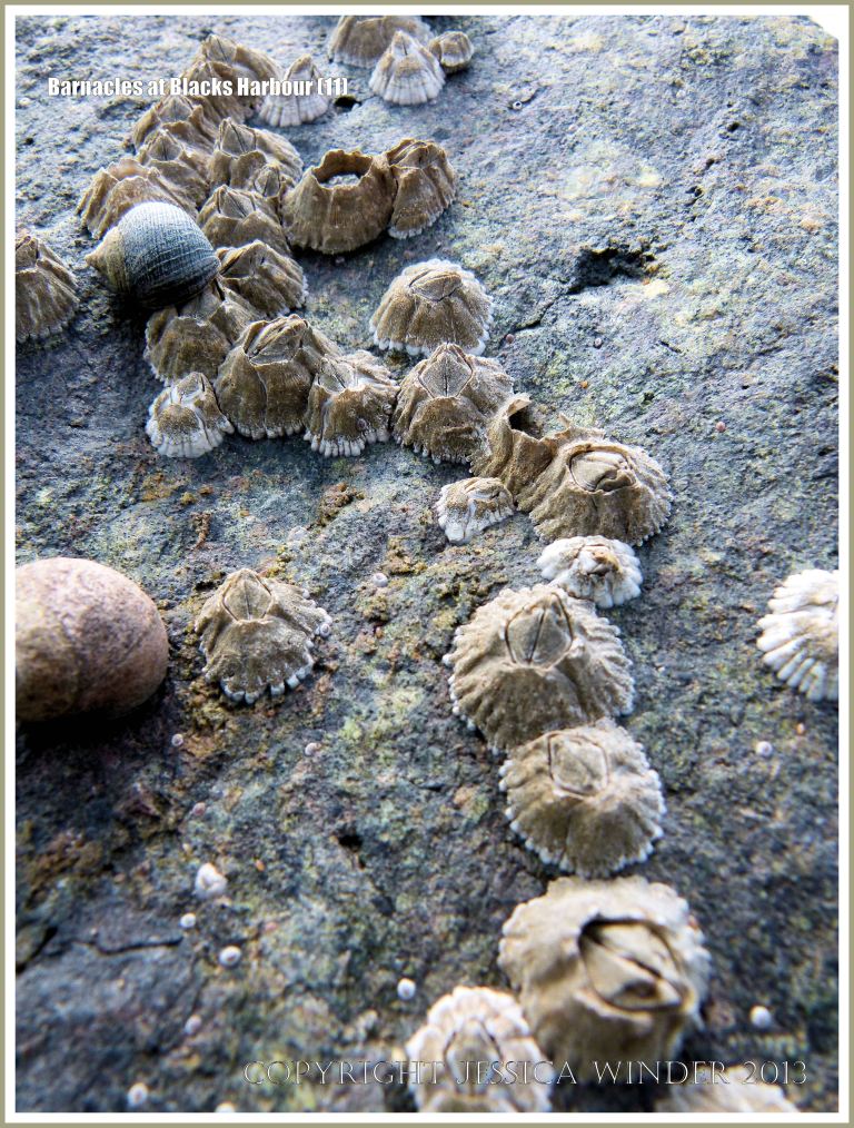 Bay of Fundy barnacles on rock